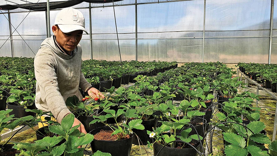Xây dựng hệ sinh thái số nông nghiệp