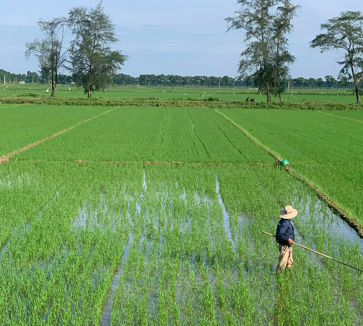Chuyển đổi sang sản xuất nông nghiệp hữu cơ - Hướng phát triển bền vững