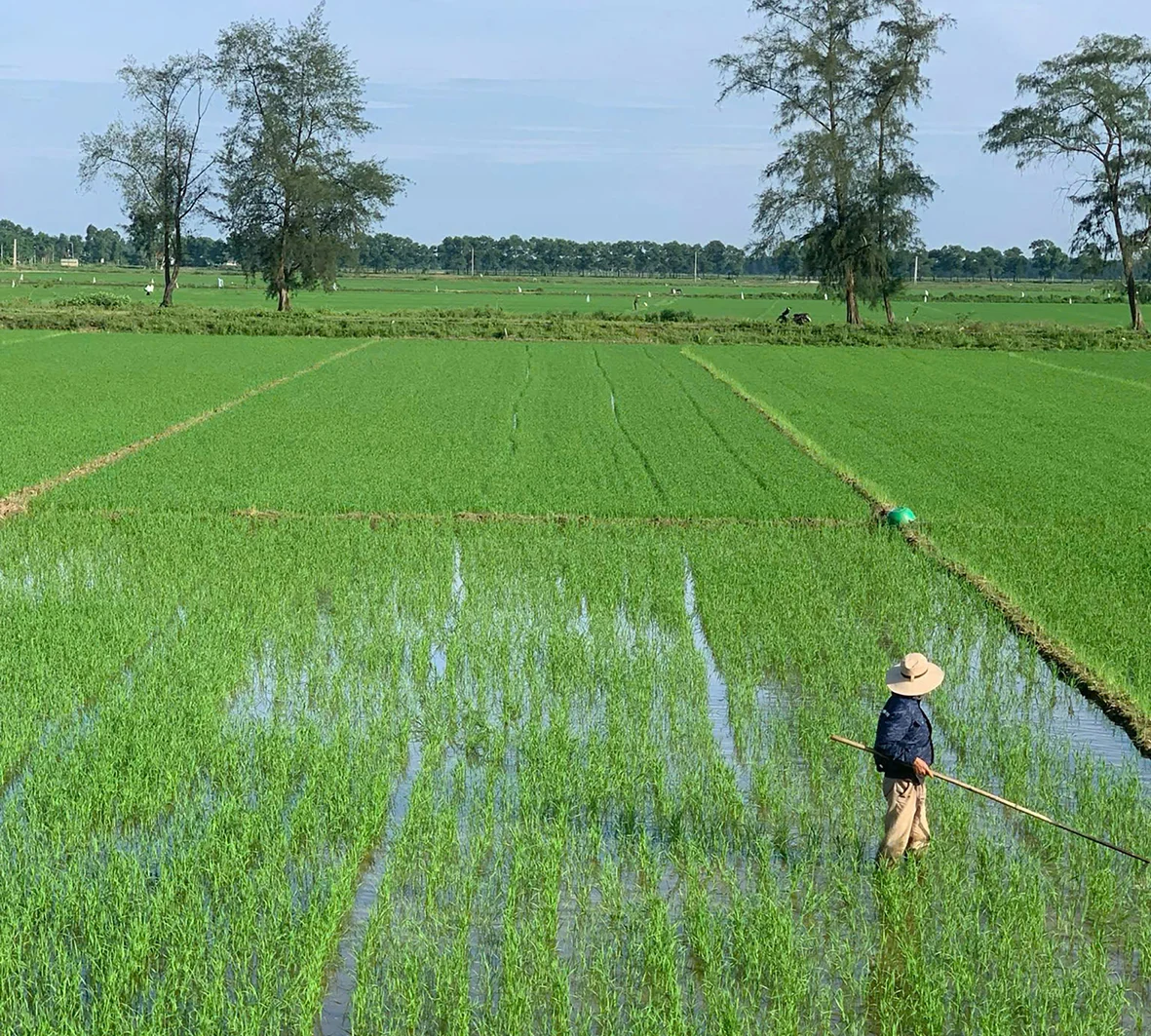 Chuyển đổi sang sản xuất nông nghiệp hữu cơ - Hướng phát triển bền vững