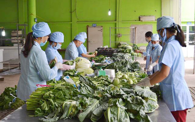 Đôn đốc thực hiện dự án Nhà máy chế biến nông sản hữu cơ Đại Nam - Ong Biển Quảng Trị