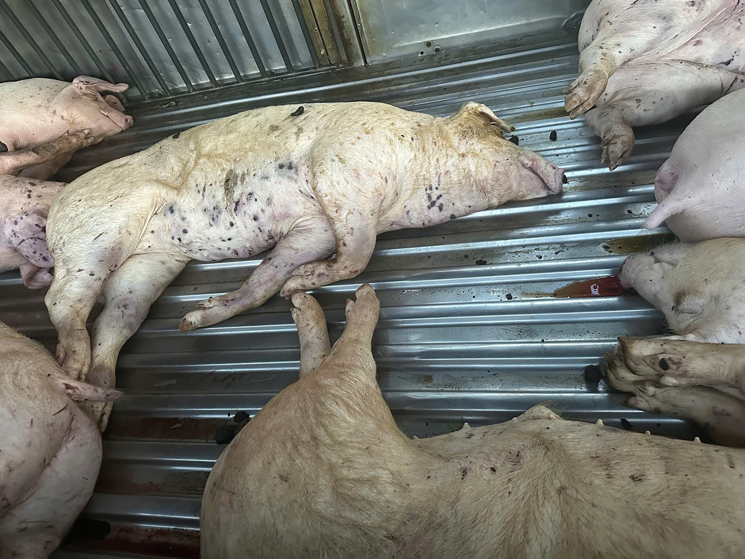Phát hiện 9 con lợn chết đang chờ giết mổ ở TP. Đông Hà