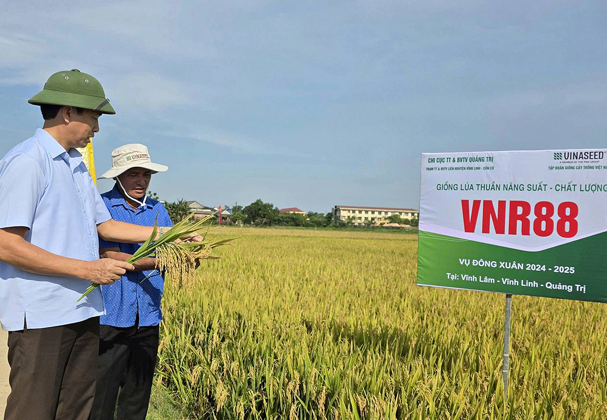 Đẩy mạnh khảo nghiệm các giống lúa mới