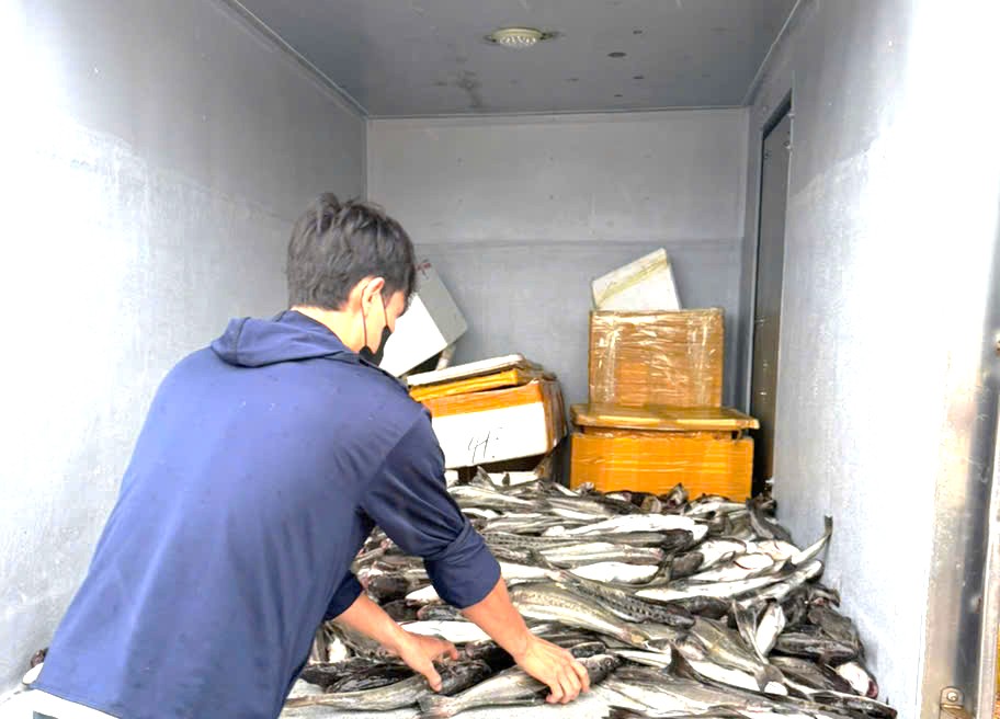 Thị trấn Cửa Việt: Hàng tấn cá nuôi chết, người dân thiệt hại nặng 