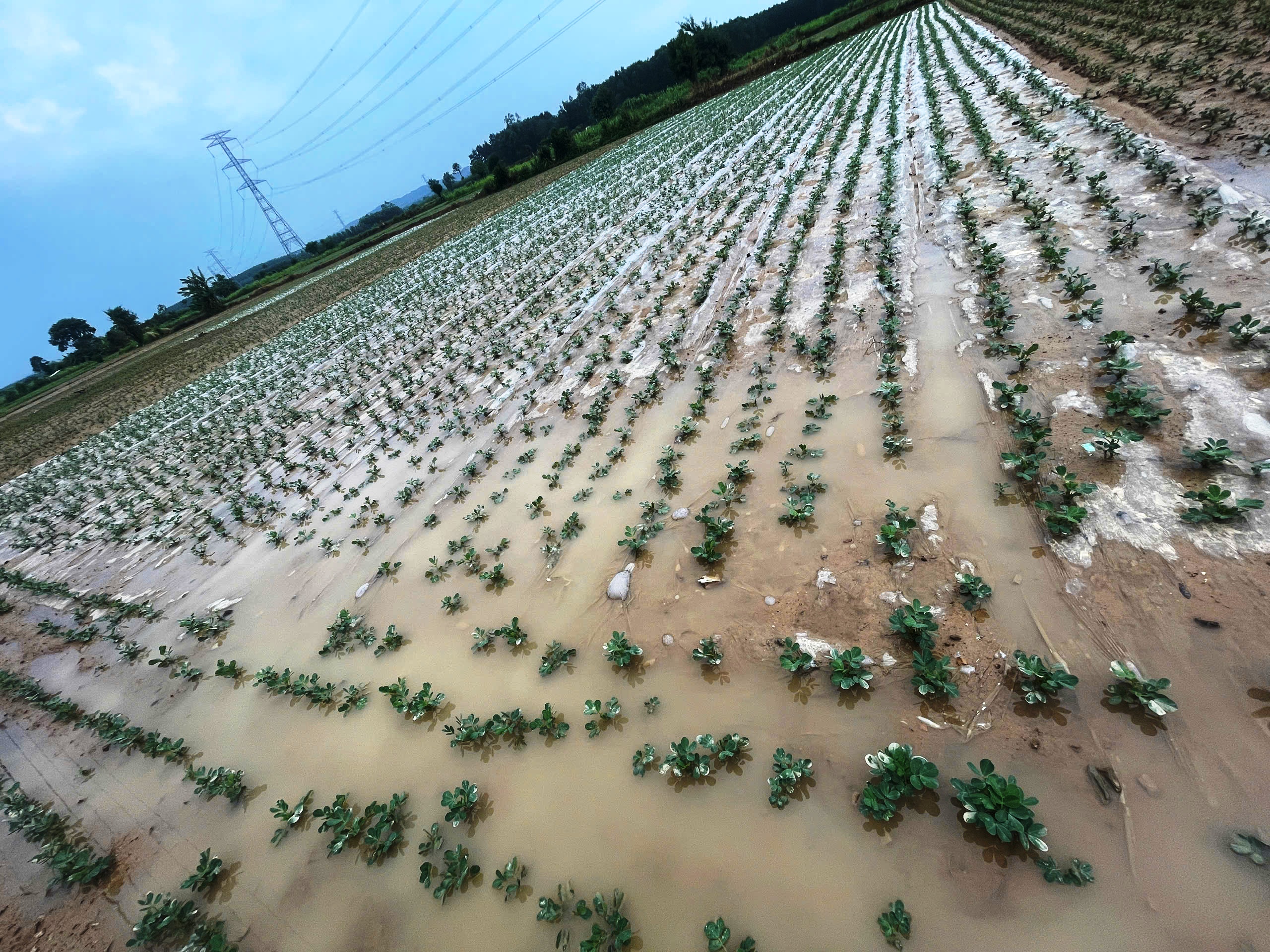 Cam Lộ: Ngập úng 1.192,5/1.288,5 ha lúa vụ Hè thu
