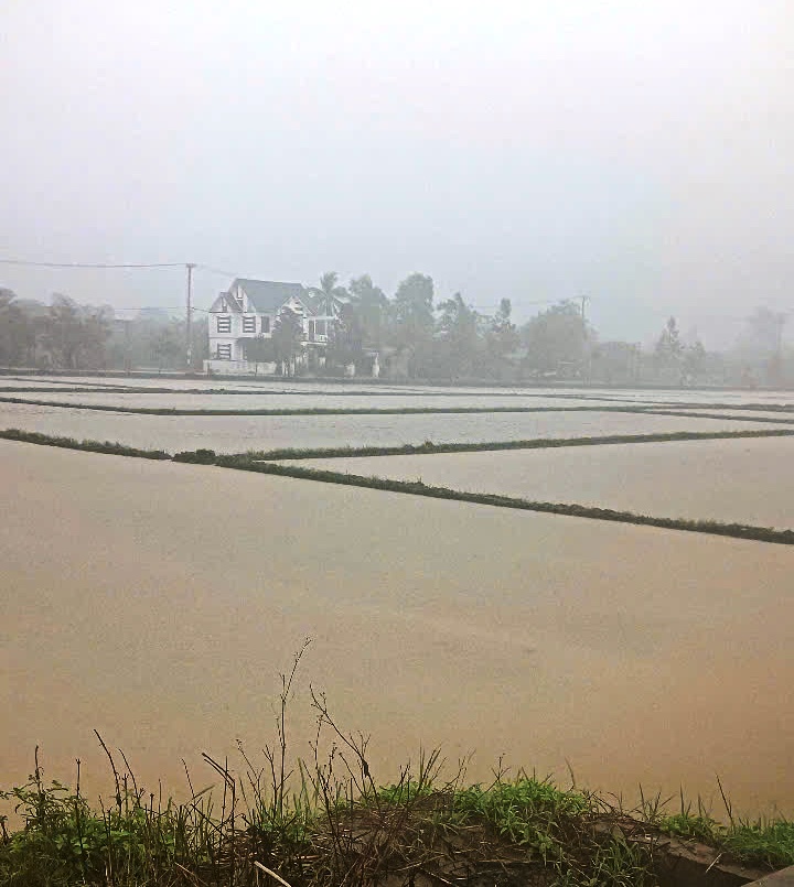 Cam Lộ: Ngập úng 1.192,5/1.288,5 ha lúa vụ Hè thu
