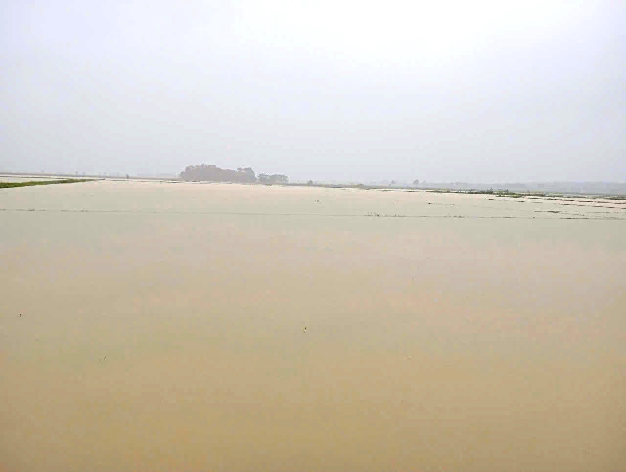 Cam Lộ: Ngập úng 1.192,5/1.288,5 ha lúa vụ Hè thu