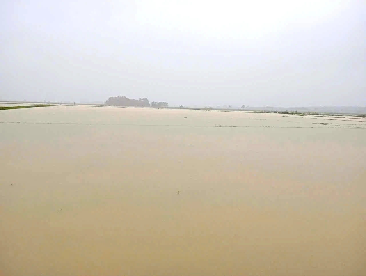 Cam Lộ: Ngập úng 1.192,5/1.288,5 ha lúa vụ Hè thu