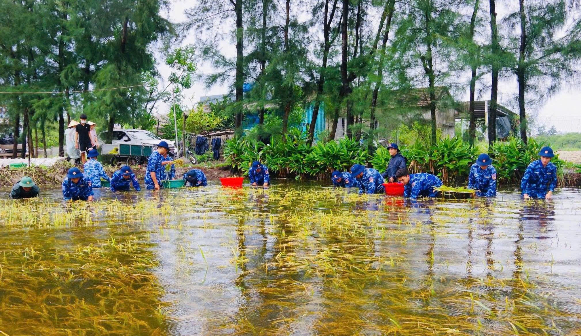 Hải đội 202 Cảnh sát biển giúp dân thu hoạch lúa