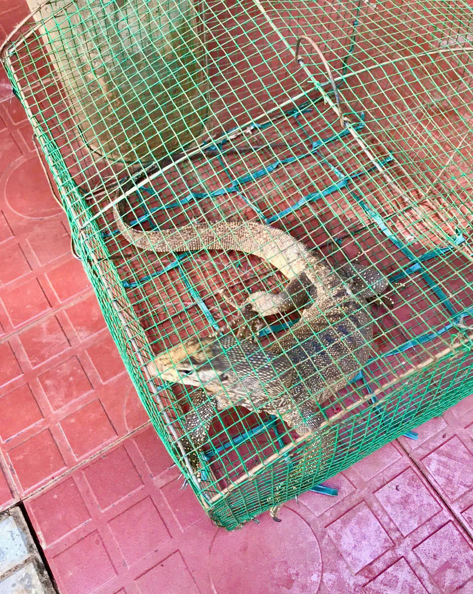 Kỳ đà hoa quý hiếm nặng 1,7 kg “đi lạc” vào vườn nhà dân
