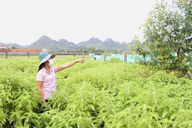 Toàn tỉnh đã trồng tập trung được 326 ha dược liệu