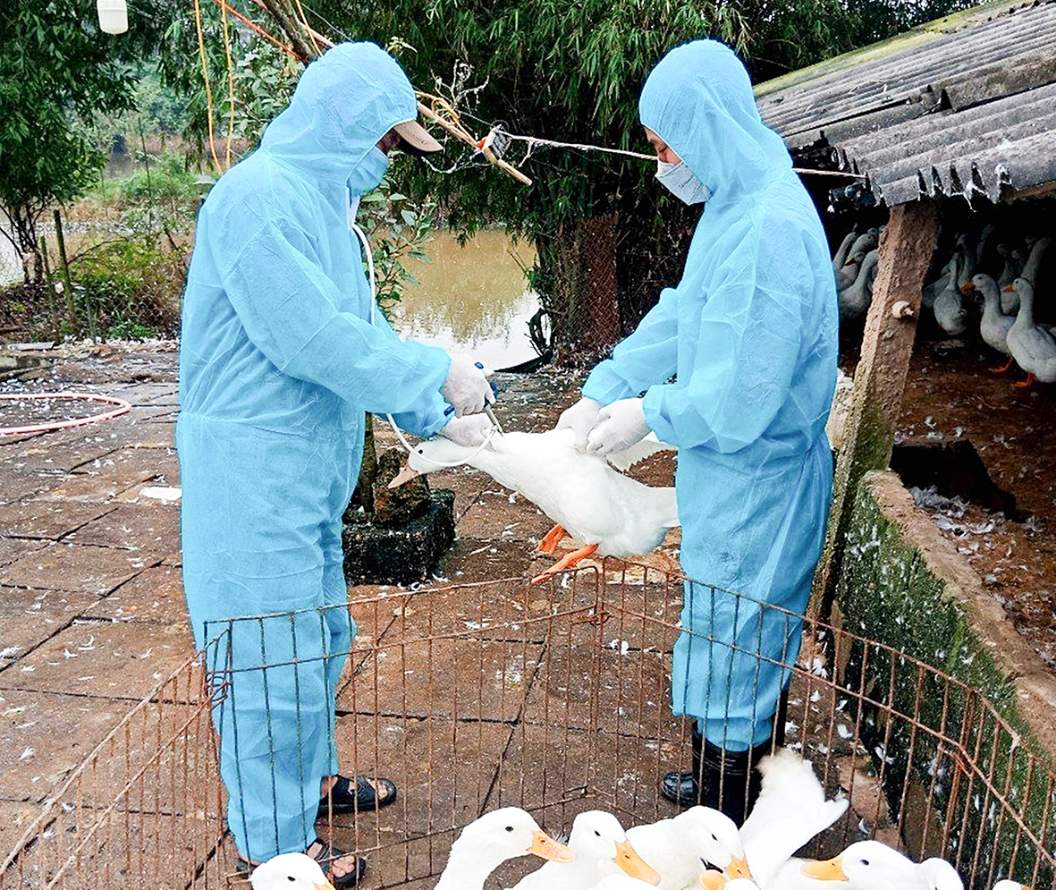Đẩy mạnh tiêm phòng vắc xin cho đàn vật nuôi