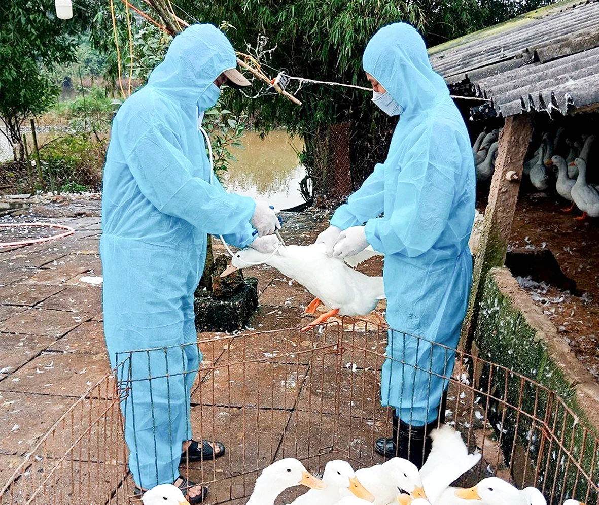 Đẩy mạnh tiêm phòng vắc xin cho đàn vật nuôi