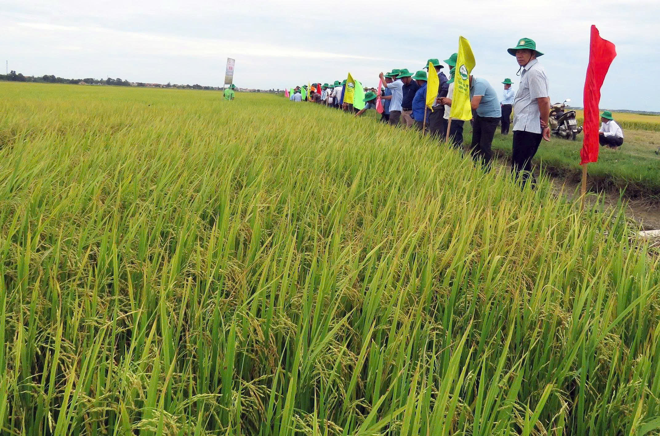 “Dệt” những mùa vàng