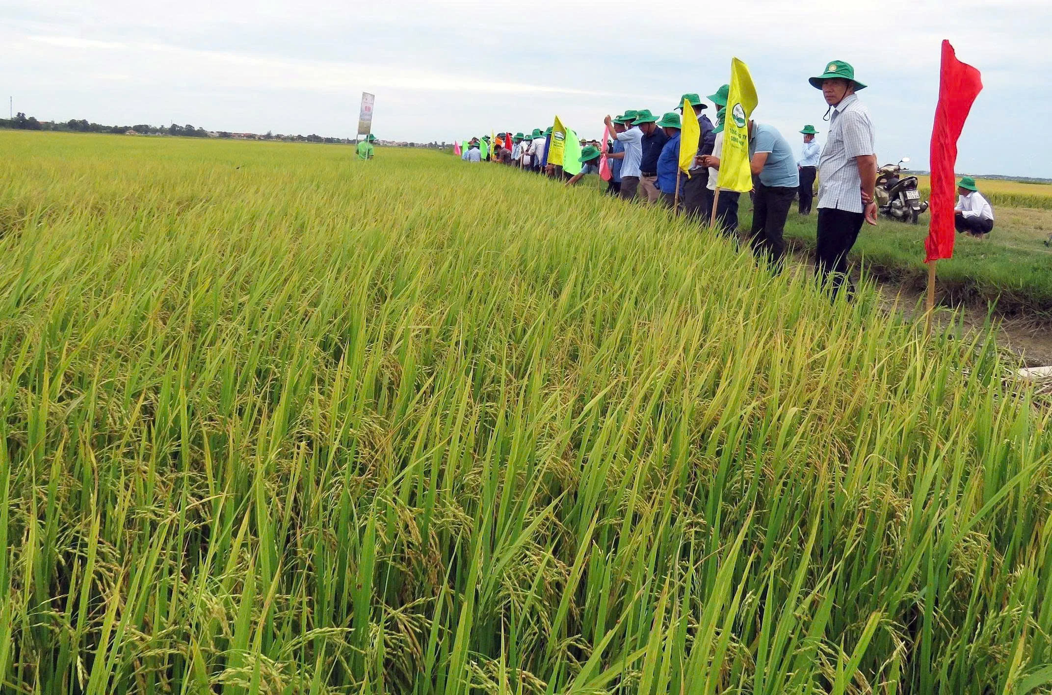 “Dệt” những mùa vàng