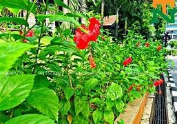 Hàng rào dâm bụt tuổi thơ