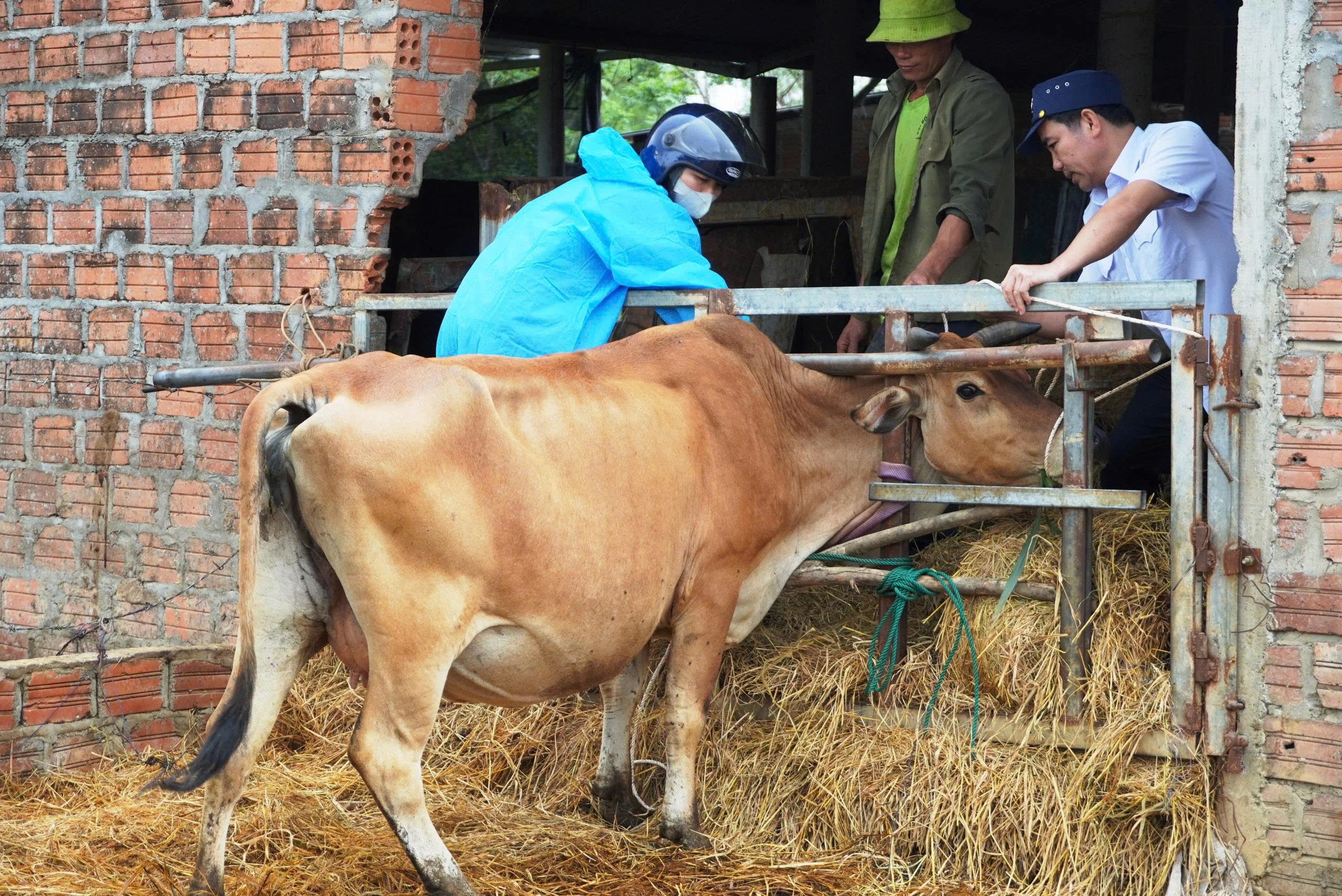 Chủ động phòng, chống dịch bệnh trên động vật nuôi
