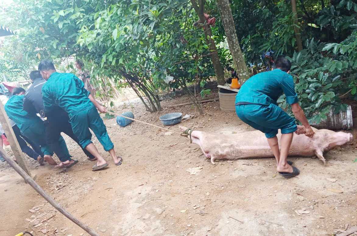 Công bố dịch tả lợn châu Phi ở xã Tuyên Lâm