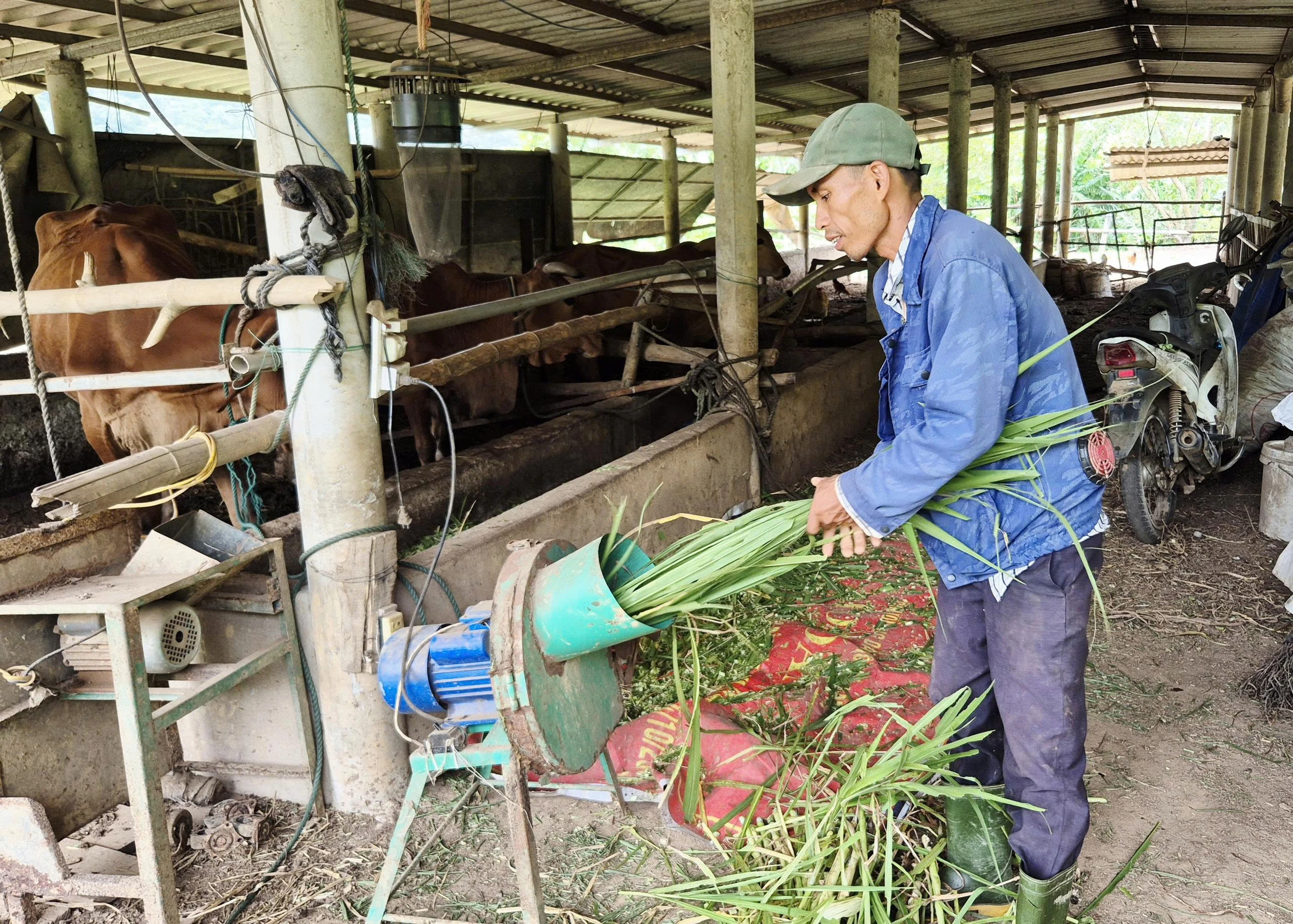 Nuôi bò thâm canh, hướng phát triển kinh tế mới của người dân Ba Lòng