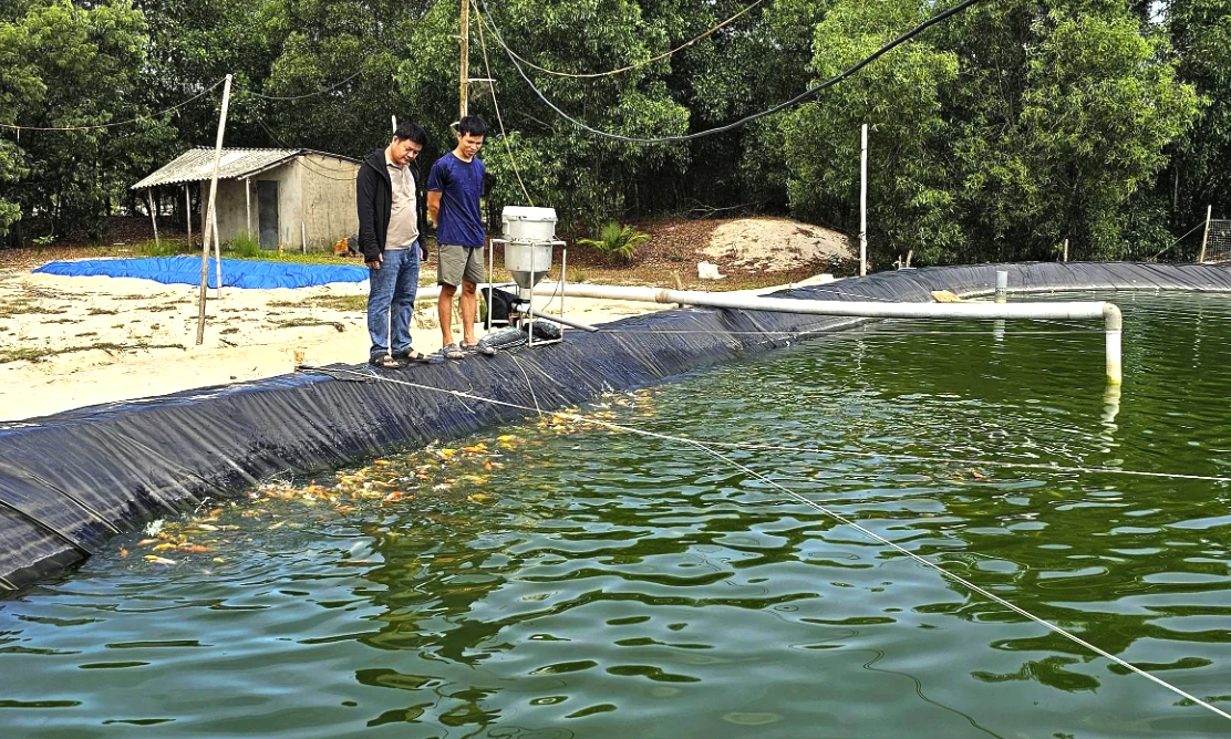 Khởi nghiệp với mô hình nuôi cá Koi giống