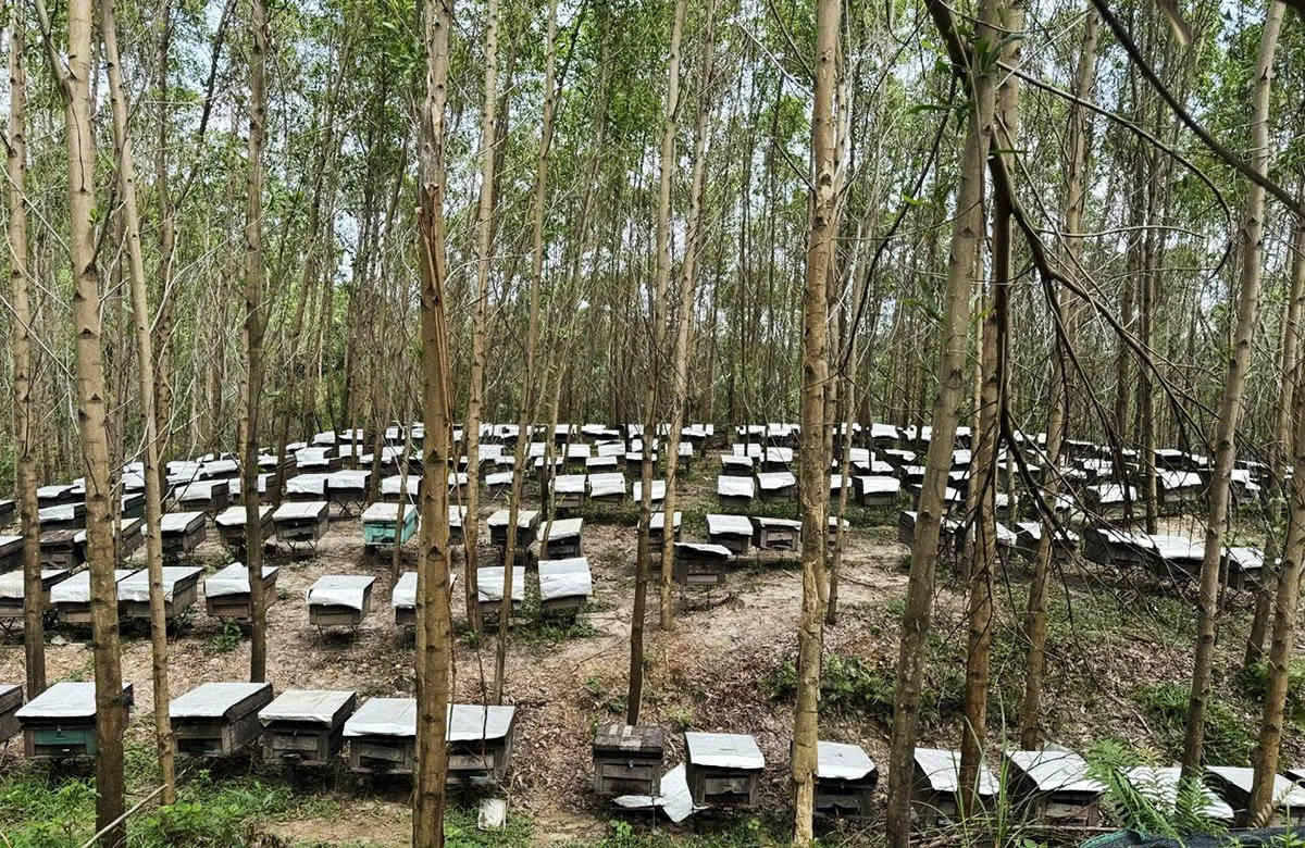Theo những mùa hoa nở...