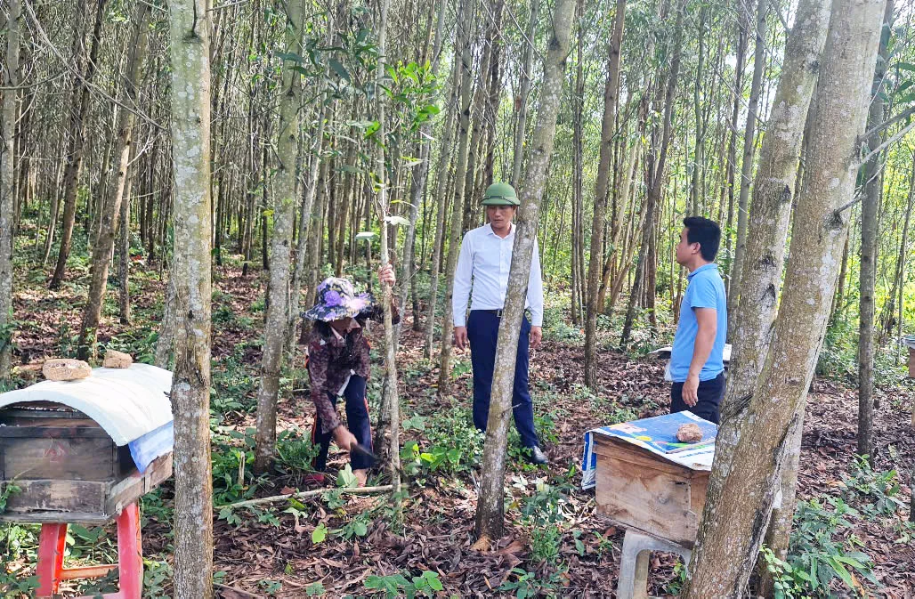 Trồng mới hơn 200ha rừng tập trung