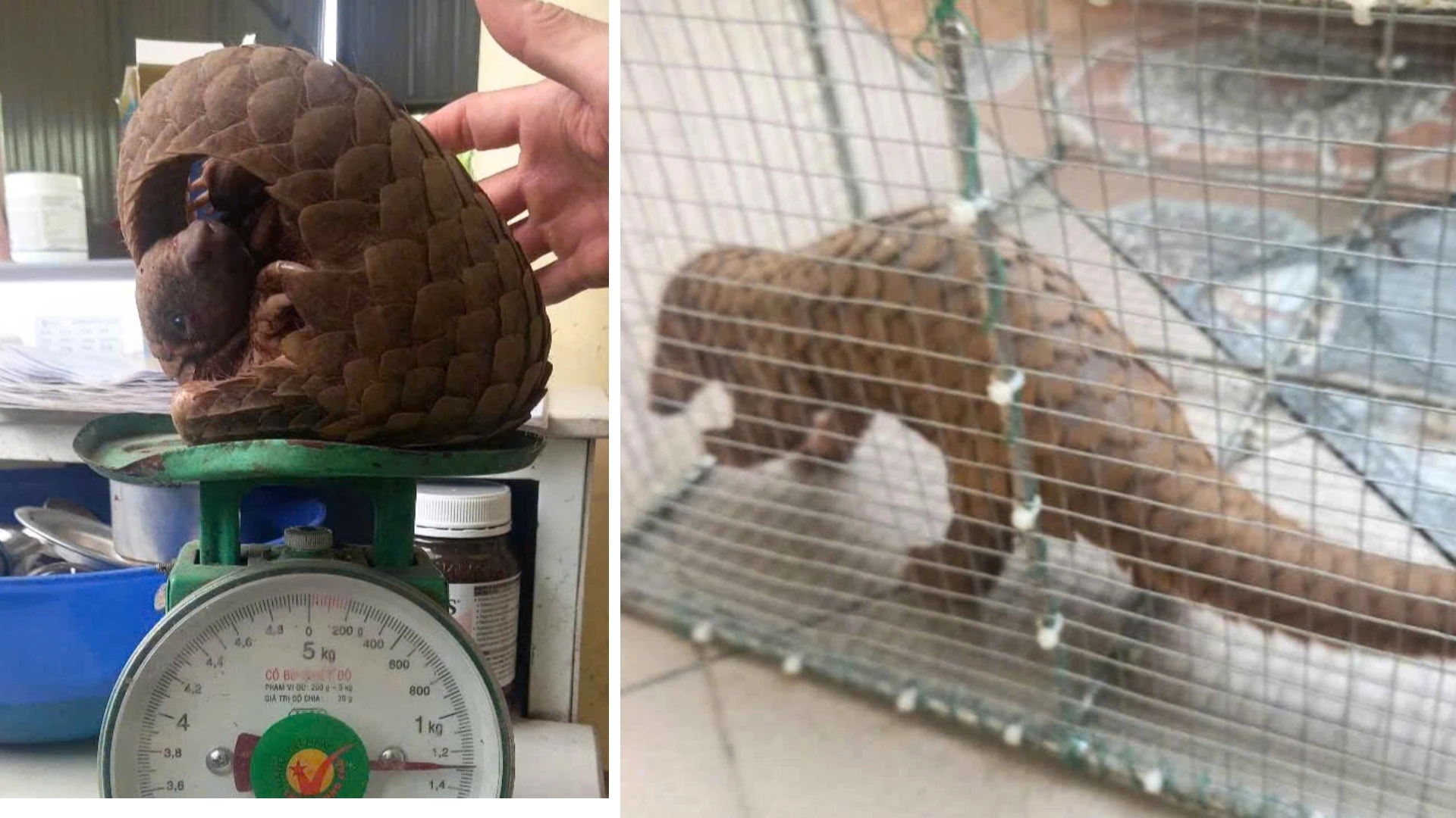 Giao nộp cá thể tê tê hơn 1,3kg