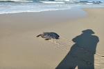 Olive ridley turtle rescued in Quang Tri
