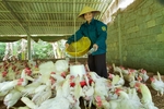 “Bông sen hồng” trên đất Vĩnh Linh