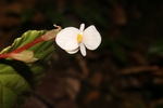 Sparse-flowered Begonia species discovered in Quang Tri