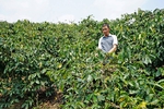 Quang Tri coffee industry faces challenges and opportunities under EU’s anti-deforestation regulation