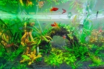 Aquarium hobby – Elegant leisure grows in Quang Tri