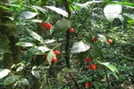 New Lasianthus genue found in Ru Linh Primary Forest in central Vietnam