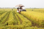 Phân bổ hơn 36,7 tỉ đồng hỗ trợ bảo vệ đất trồng lúa