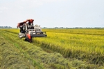 Lúa vụ đông xuân năng suất giảm, giá thấp