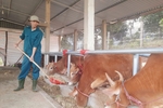 Thanh niên vùng biên lập nghiệp với mô hình VAC