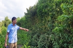 250 ha đất rừng xâm canh của người dân Hải Chánh sắp có giấy chứng nhận quyền sử dụng đất