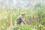 Phát triển kinh tế từ chăn nuôi và trồng rừng