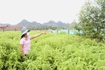 Toàn tỉnh đã trồng tập trung được 326 ha dược liệu