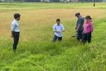 Sâu bệnh phát sinh, gây hại lúa trên diện rộng