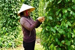Sâu bệnh hại trên cây trồng công nghiệp