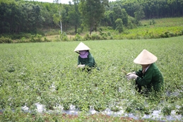 OCOP của miền sương ngọt