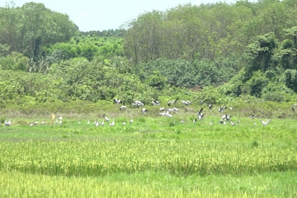 Hundreds of cranes appear in the fields of Trung Nam Commune