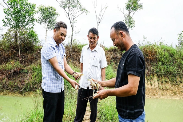 Triển vọng từ mô hình nuôi tôm càng xanh