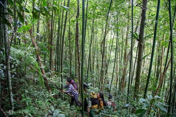 Quảng Trị bán tín chỉ CO2 từ rừng cộng đồng