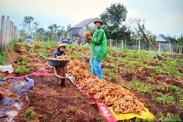 Nông dân Hướng Hóa thu hoạch gừng phục vụ Tết