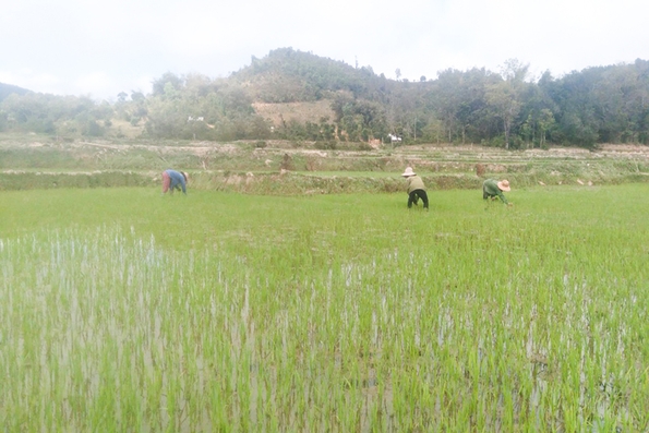 Nông dân Hướng Hóa tập trung chăm sóc lúa đông xuân