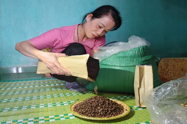 Nuôi chồn hương để sản xuất “cà phê chồn”