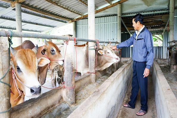 Chủ động phòng, chống nắng nóng cho đàn vật nuôi