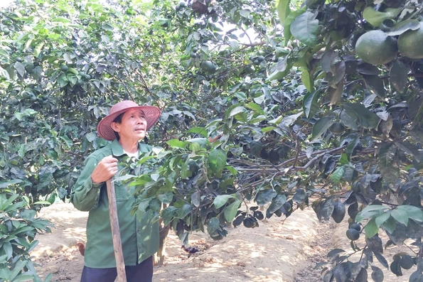 Tập trung chăm sóc cây ăn quả trong mùa nắng nóng