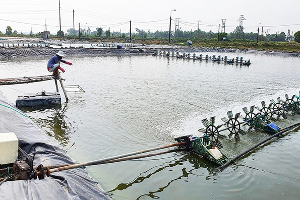 Chủ động phòng, chống dịch bệnh trên tôm nuôi